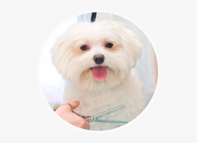 Home-icon A White Dog Having A Hair Cut - Pawlished Paws Boutique & Spa, transparent png #4286439