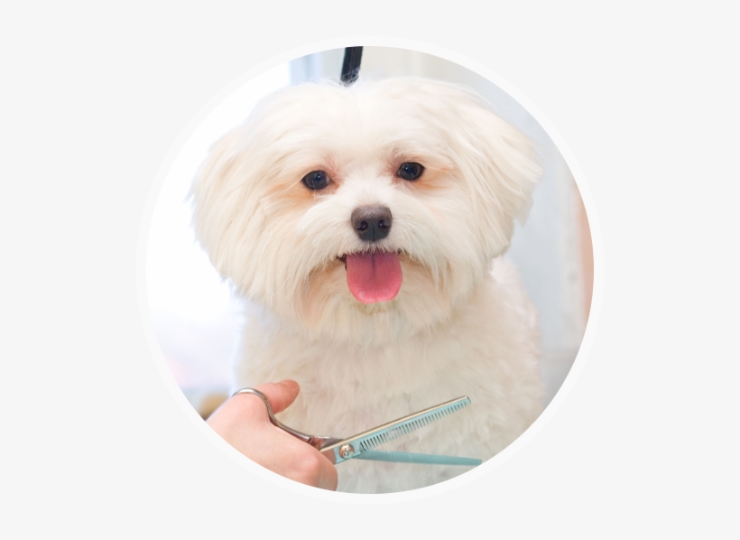 Home Icon A White Dog Having A Hair Cut Pawlished Paws Boutique