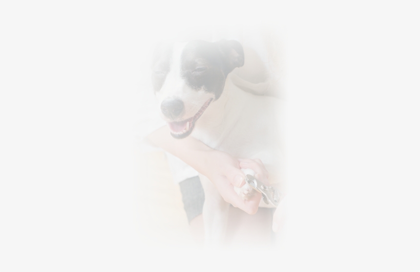 Pre-surgical Policy - Pit Bull, transparent png #4286488