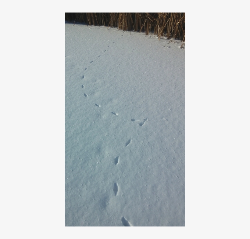 Picture - Earth, transparent png #4286540