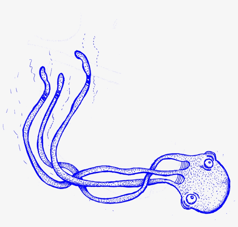 Polvo - Illustration, transparent png #4286775