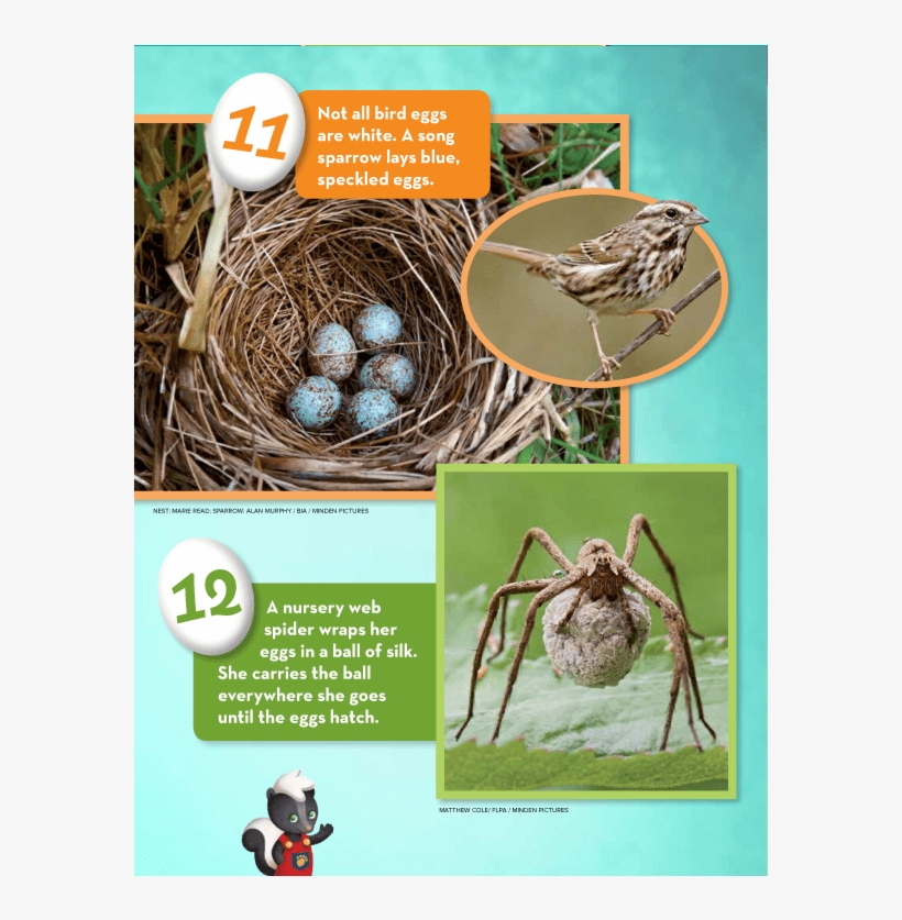 Eggs Ranger Rick Jr April 2016 - Ranger Rick, transparent png #4287063