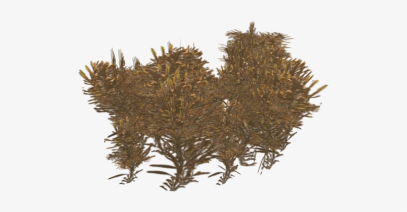 Sargasso Weed - Sargassum Png, transparent png #4287652