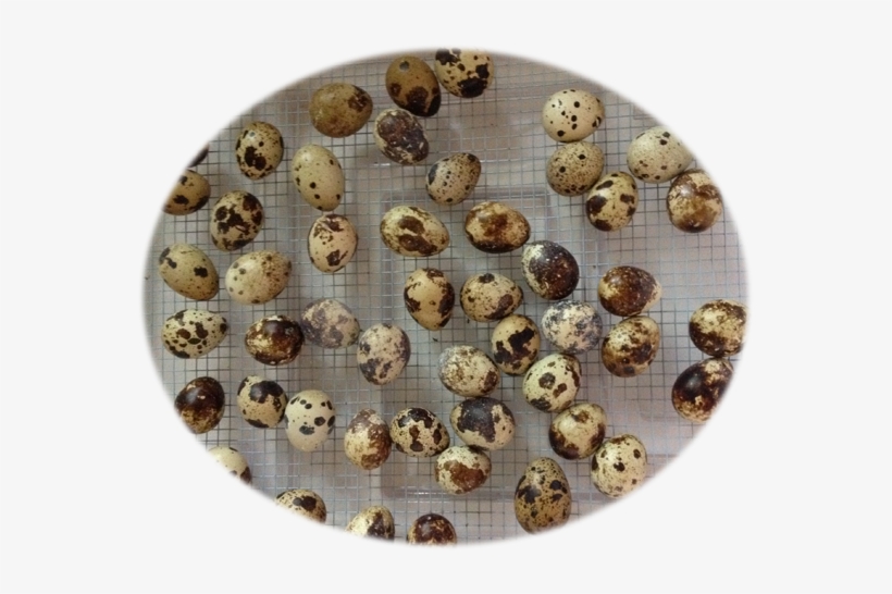 While Our Eggs Range Between Large And Extra Large - Rum Ball, transparent png #4287845