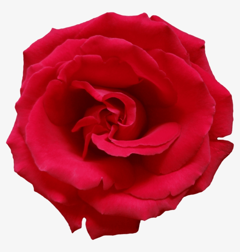 Free Png Red Rose Png Images Transparent - Light Red Rose Png, transparent png #4287906