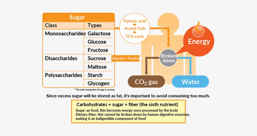 An Efficient Energy Source - Food Energy Source Human Body, transparent png #4288666