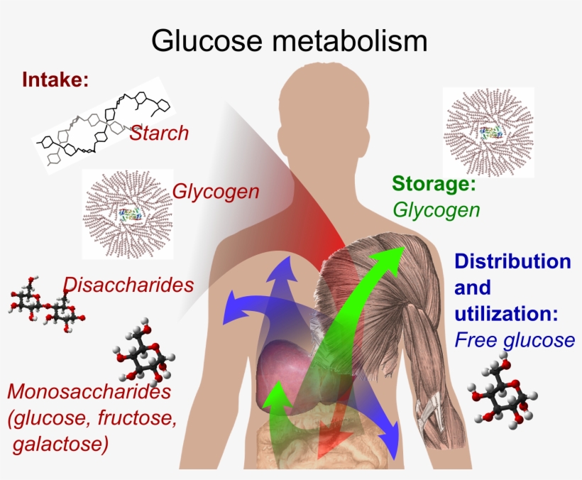 Glucose Metabolism And Various Forms Of It In The Process - Diabetes Is A Metabolism Disorder, transparent png #4288859