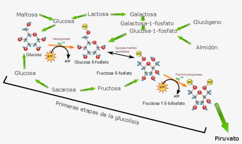 Open - Metabolic Reactions That Make Up Glycolysis, transparent png #4289005