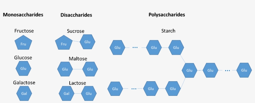 Monosaccharides Are Glucose, Fructose, Galactose - Carbohydrate, transparent png #4289586