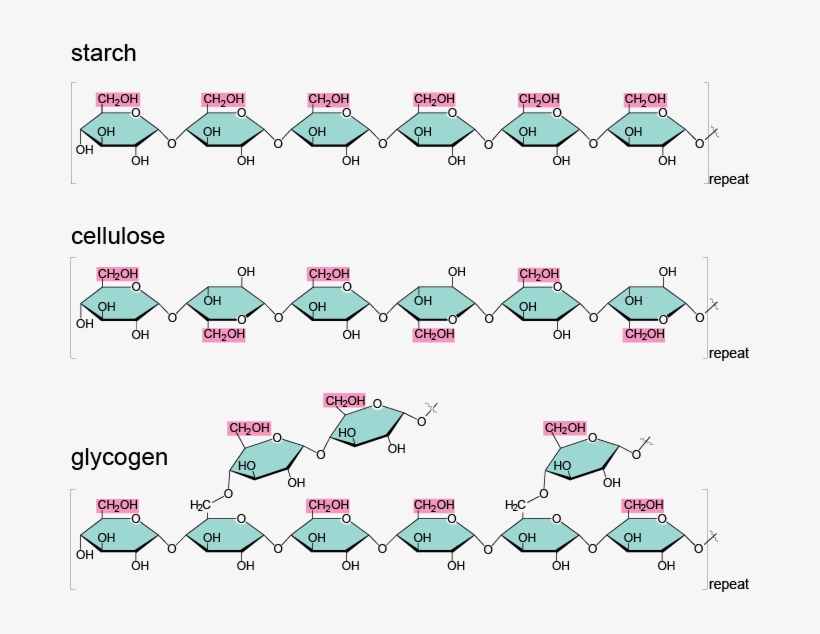 Starch Cellulose And Glycogen, transparent png #4289986