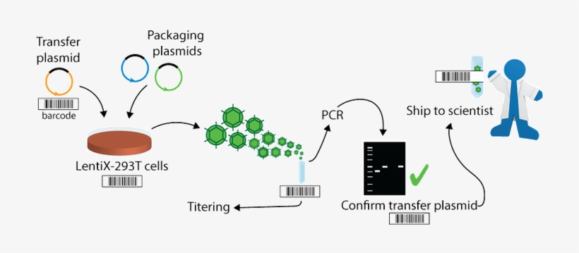 Diagram Of Viral Production - Mycoplasma, transparent png #4293883