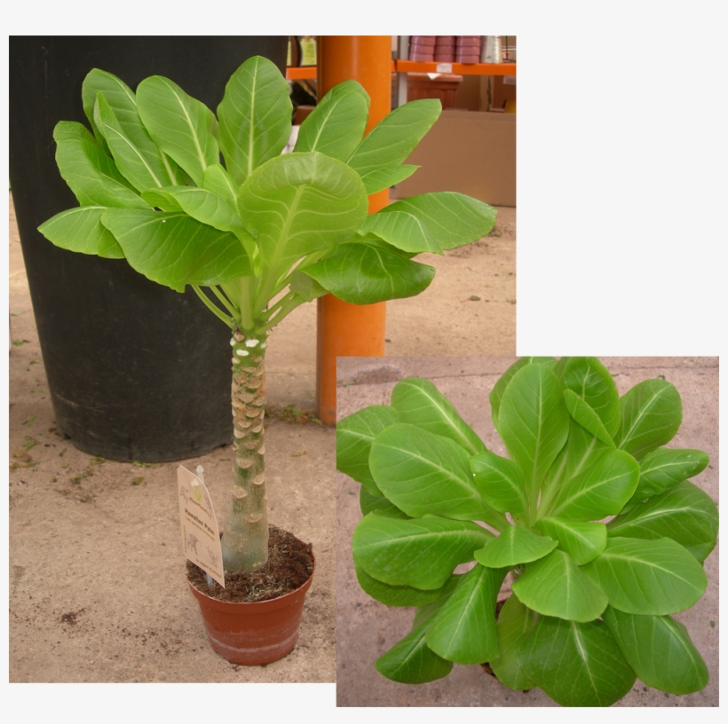 El Factor Más Importante En El Buen Mantenimiento De - Flowerpot, transparent png #4297114