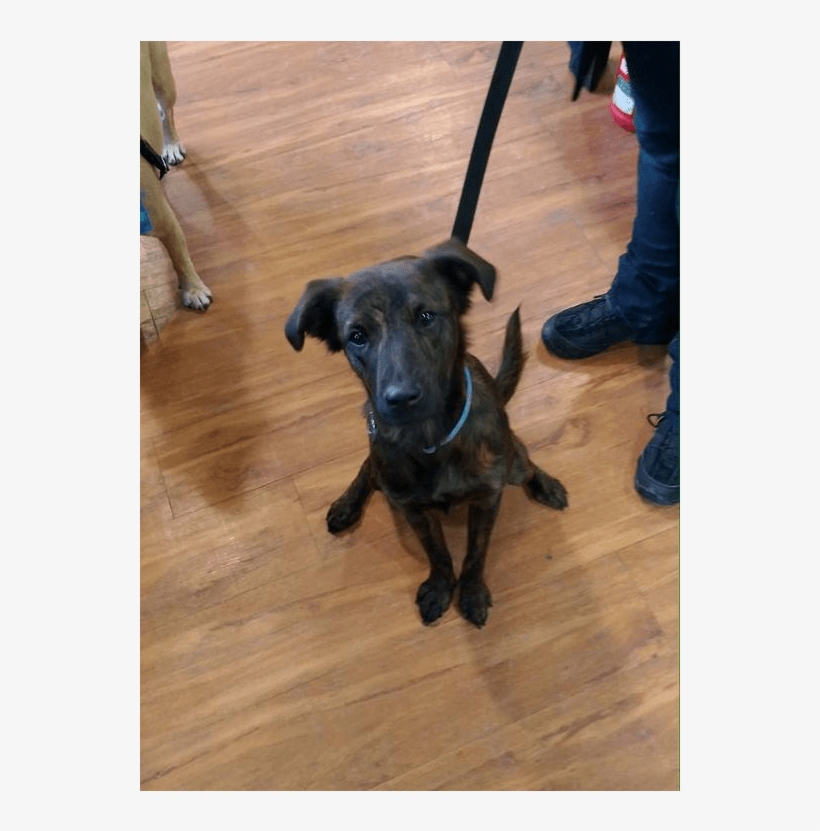 Snickers Adopted Into A Forever Home - Companion Dog, transparent png #4297469