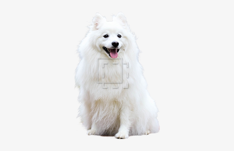 Parent Category - Sweet Happy Fluffy White Spitz Puppy Dog Pet Journal, transparent png #4298035