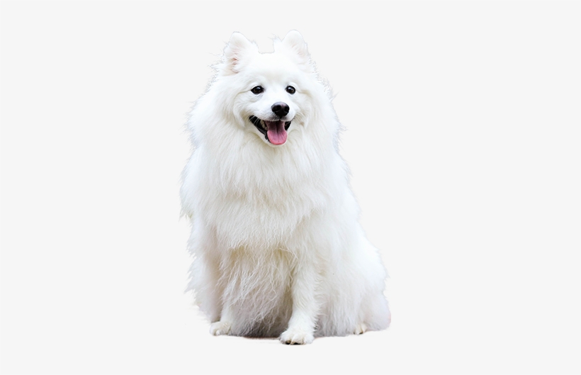 With Santa Hat Png Svg Transparent Download A Cutout - Sweet Happy Fluffy White Spitz Puppy Dog Pet Journal, transparent png #4298086
