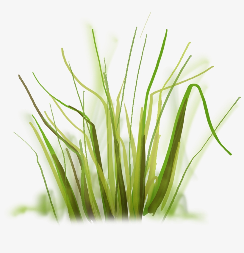 Hierba Greenery, Grass, Passion, Plants, Flowers, Free, - Drawing, transparent png #4299833