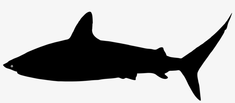 Free Shark Silhouette, Download Free Clip Art, Free - Shark Svg, transparent png #430334