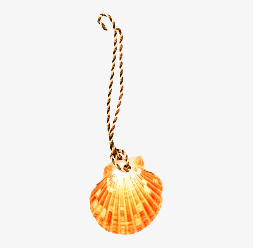 Png 683*2019 - Seashell, transparent png #430392