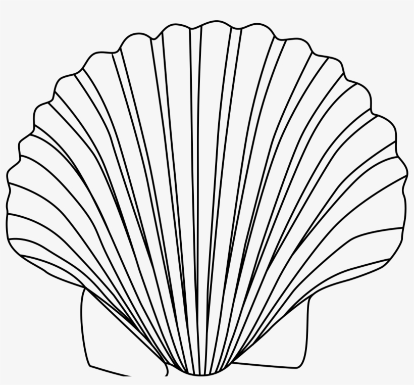 Seaside Clipart Sea Shell - Outline Of A Shell, transparent png #430445