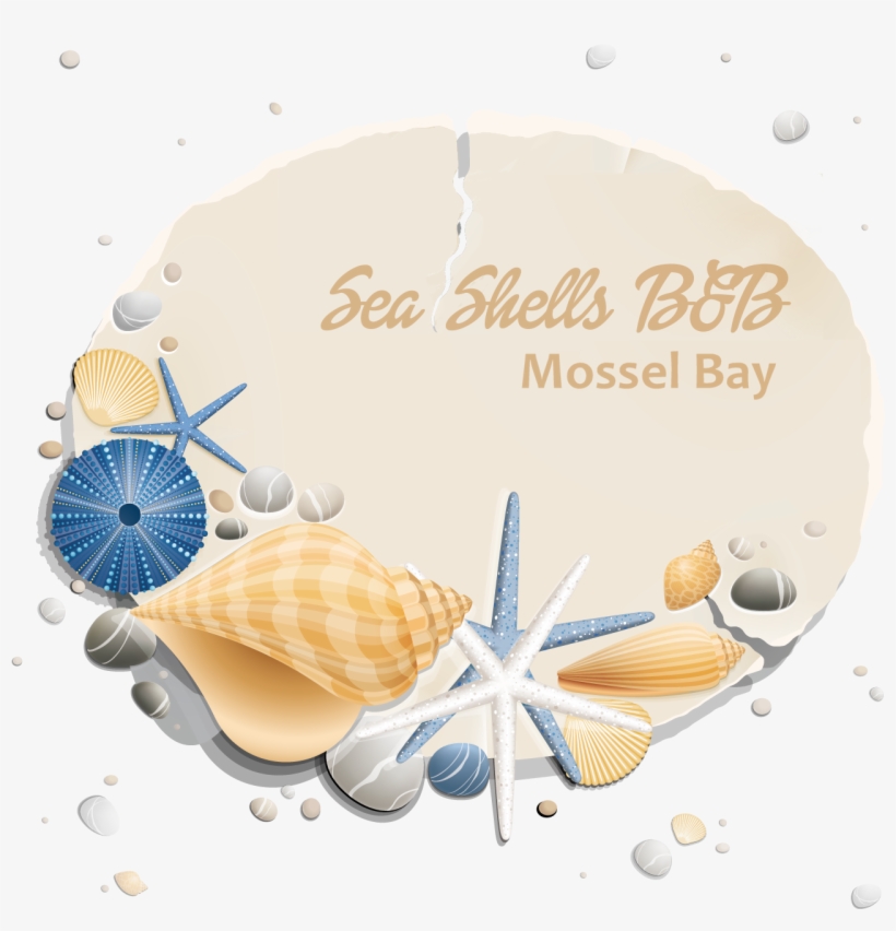 Sea Shells B&b - Barrier Cream, transparent png #430561