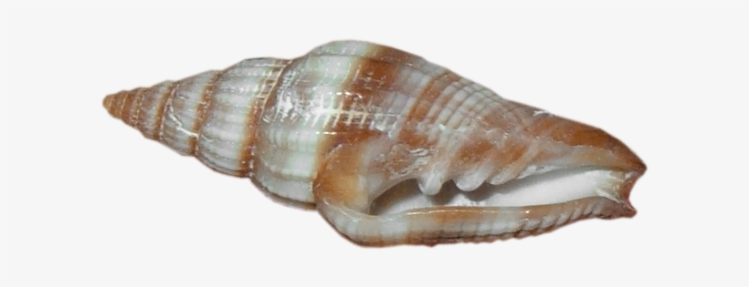 Beach Sand With Shells Png Download - Sea Snail Transparent Background, transparent png #430917