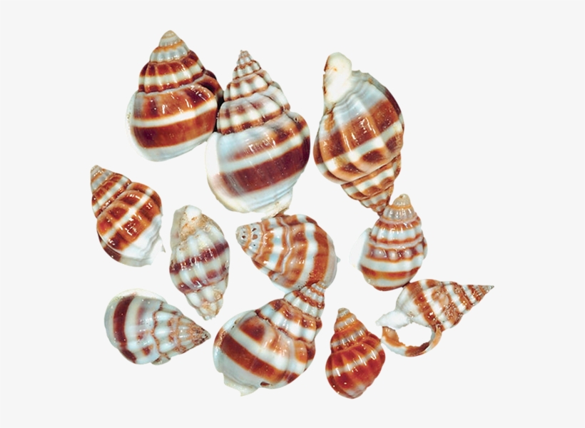 0, - Sea Snails Snail Png, transparent png #431188