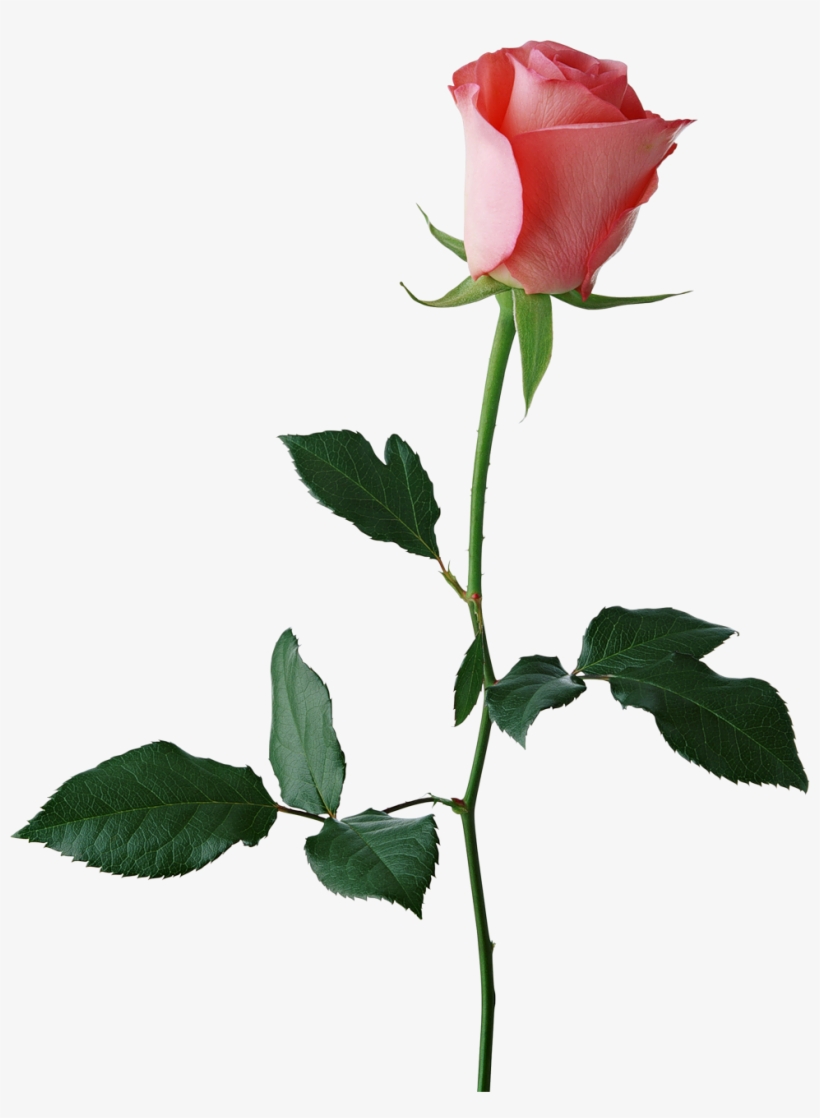 Rose Flower Transparent Background, transparent png #431571