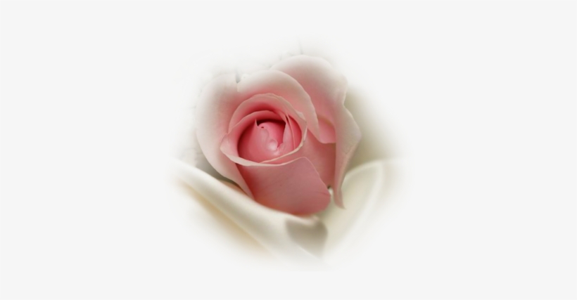Pink Rosebud Insilk - Pink Rose Bud Png, transparent png #431846