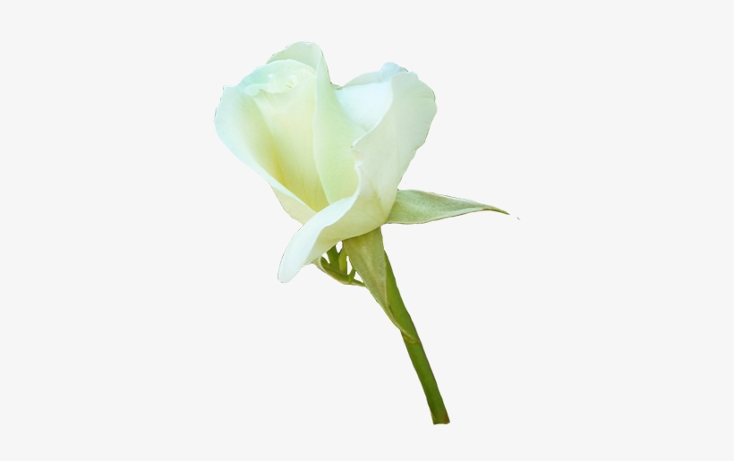 White Rose For Valentine's Day - Gardenia, transparent png #432179