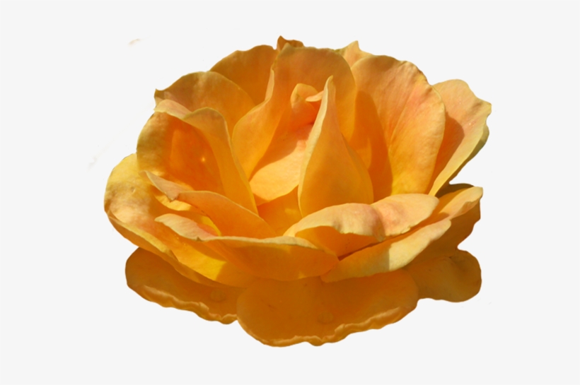 Rosa Zonta Orange Rose Image - Clip Art, transparent png #432360