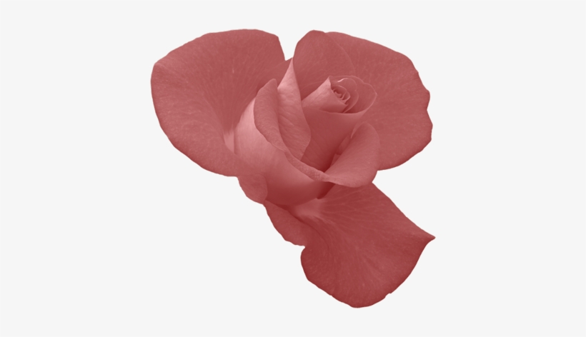 Rosebud - Indabo Z Urukundo, transparent png #433071