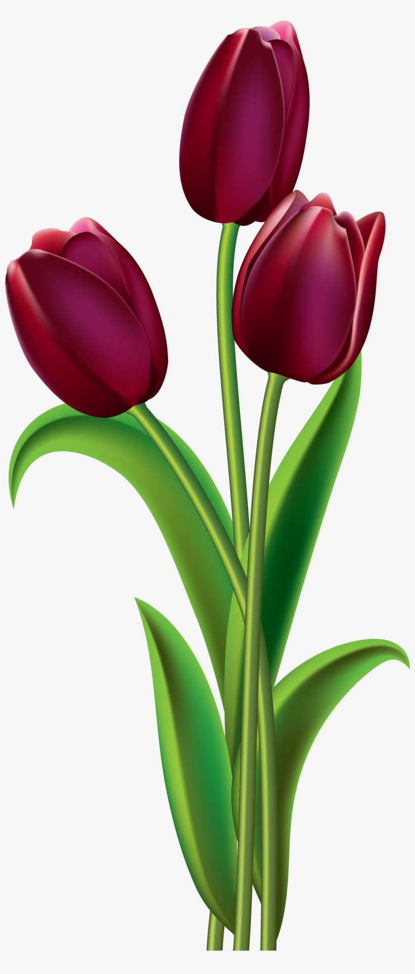 Яндекс - Фотки - Purple Tulips Clip Art, transparent png #433591
