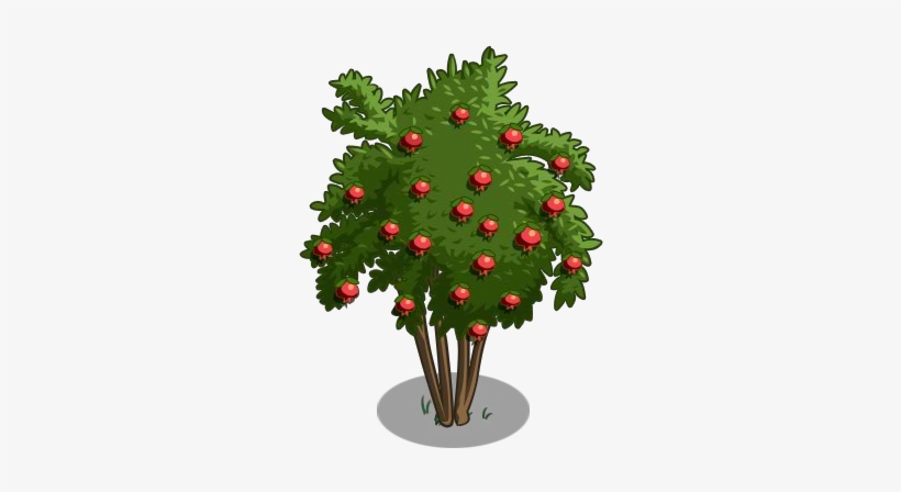 Pomegranate Tree 100-icon - Pomegranate Tree, transparent png #434125
