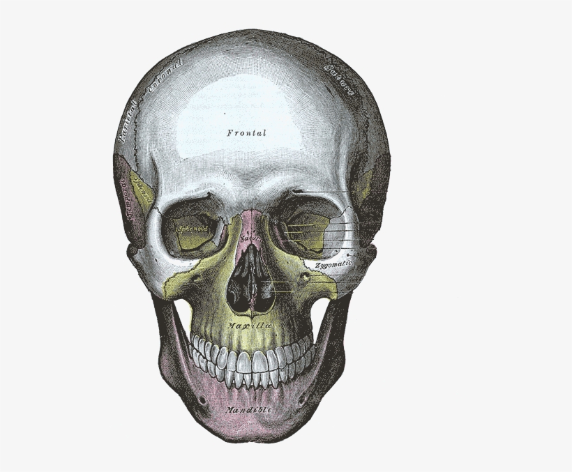 20, 13 December 2005 - Grays Anatomy Skull, transparent png #434143