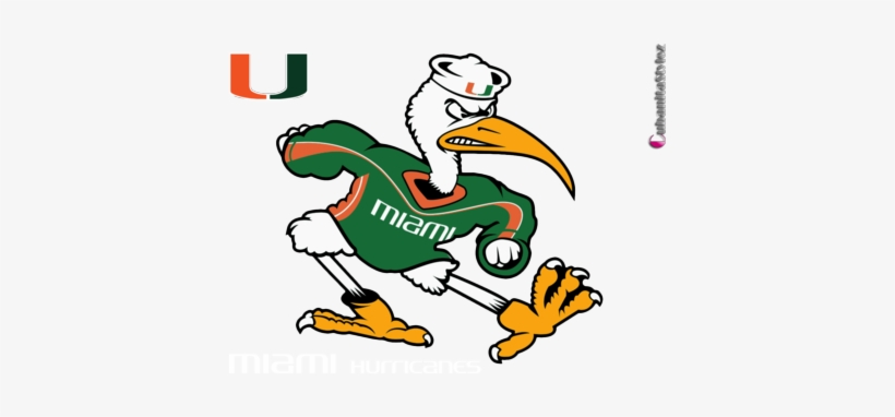 University Of Miami Hurricanes - Miami Hurricanes Bird Logo, transparent png #434868