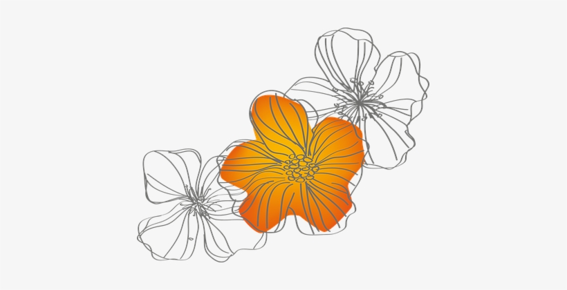 Flowers Spring Nature Orange Summer Yellow - Chinese Hibiscus, transparent png #435442