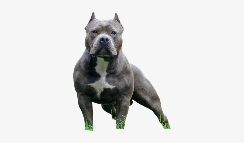 American Bully Psd Americanbullypsdpng - Pet Store Montego Bay, transparent png #437977