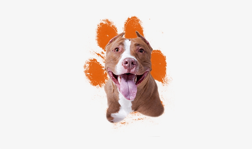 [pit Bulls] Are Among The Most Misunderstood And Because - American Pitbull Terrier Png, transparent png #438270