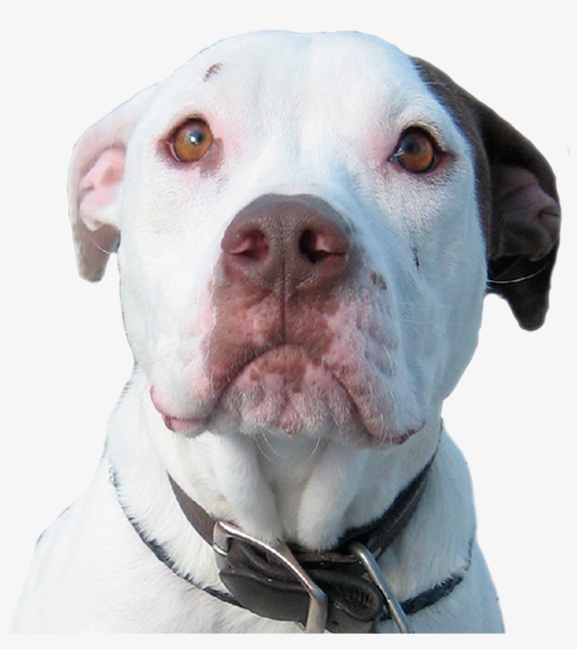 We Can't Save Her Without You - Transparent Pitbull Dog Png, transparent png #438288