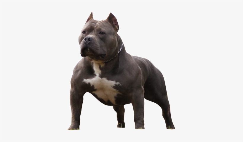 Ear Crop American Bully, transparent png #438404