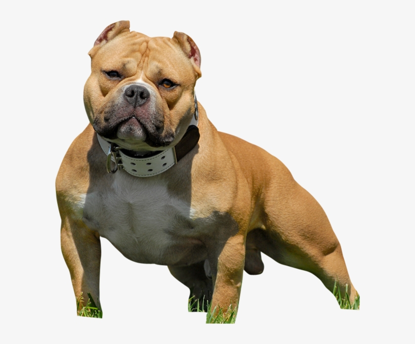 American Bully - American Bully Pitbull Png, transparent png #438519