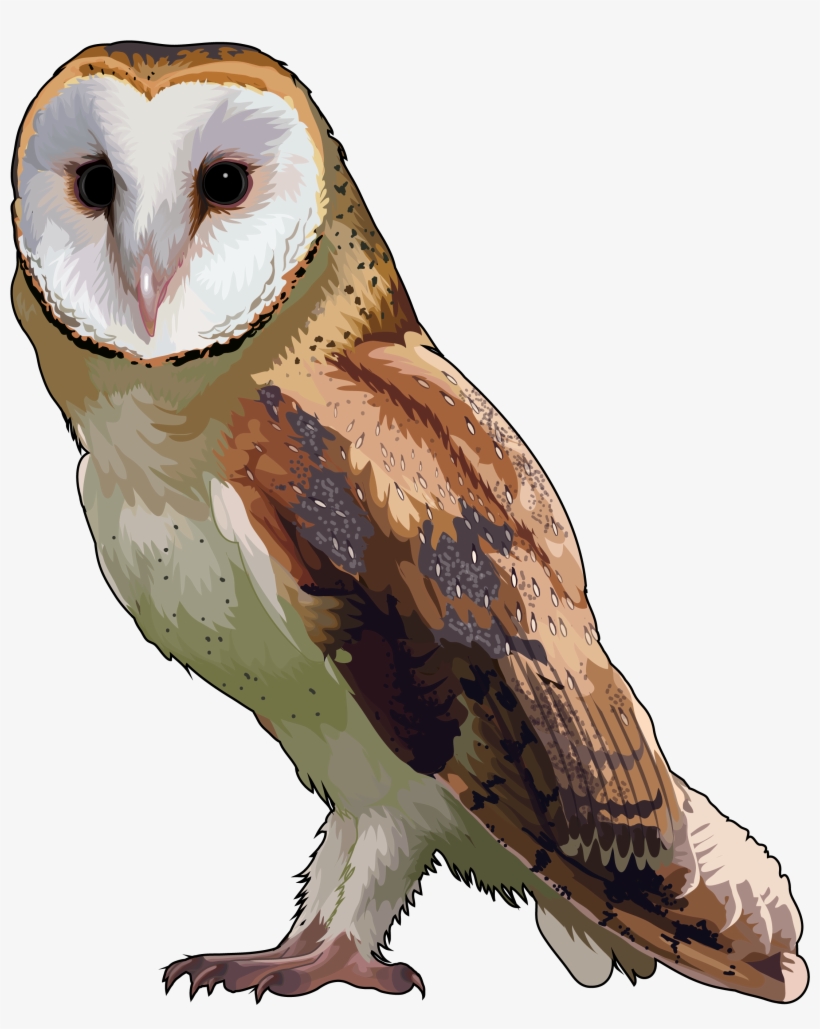Lechuzas Sin Fondo Png, transparent png #438539
