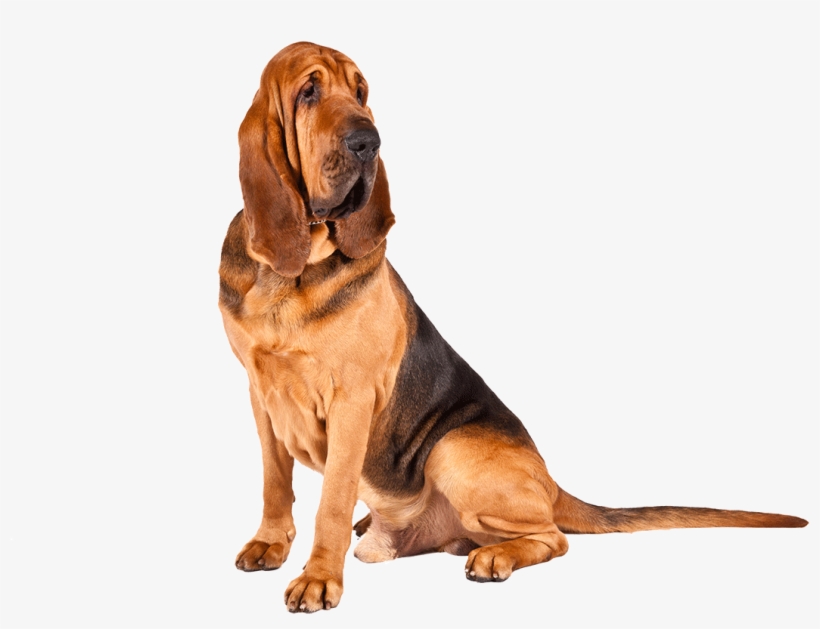 Bloodhound Dog Breed Information Pinterest A - Bloodhound Basset Hound Puppy, transparent png #438710