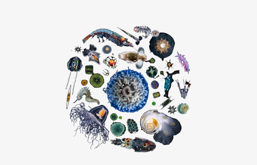Plankton - Contoh Rantai Makanan Di Laut, transparent png #438827