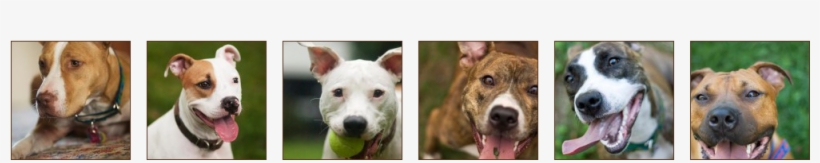 Axl - American Pit Bull Terrier, transparent png #438830