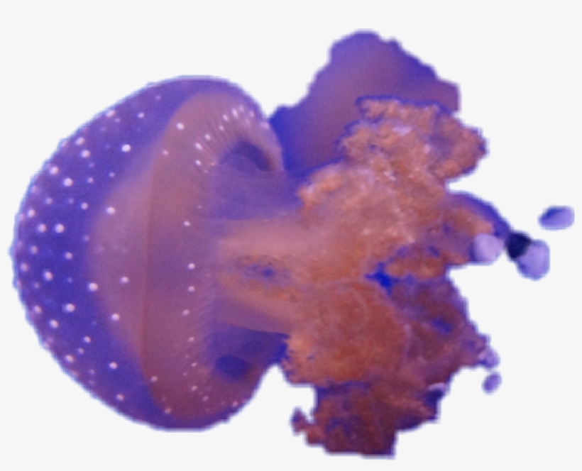 Report Abuse - Jellyfish, transparent png #438999