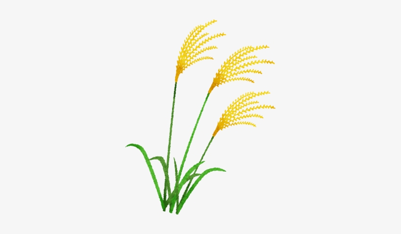 Hierba De Pampa Japonesa - Chinese Silver Grass, transparent png #4300407