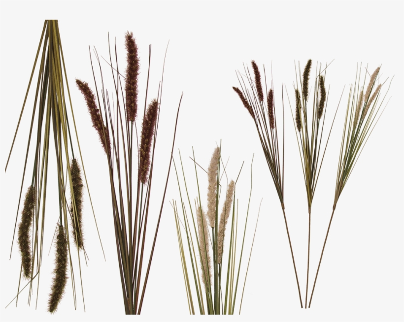 Graszweig, transparent png #4300414