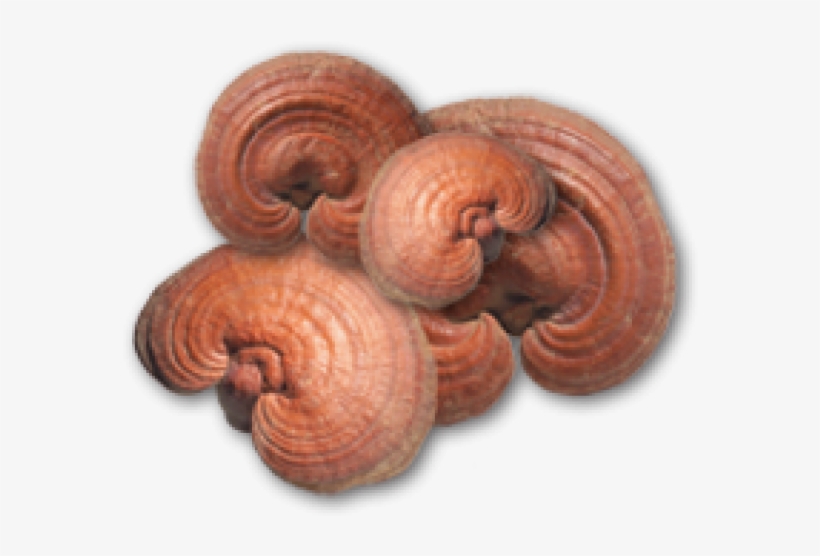 Reishi Mushroom Supplements - Reishi Gano 161 Super Strength - Liver & Immune, transparent png #4300480