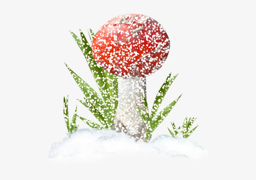 Red Mushrooms - Mushroom, transparent png #4301057